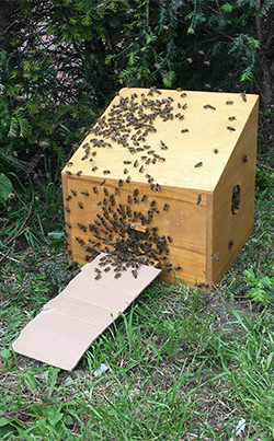 Die Bienen am Flugloch (in der Mitte der vorderen Kistenwand) zeigen ihren Kolleginnen durch Verteilen von Duftstoffen, wo sie hereinkommen sollen.