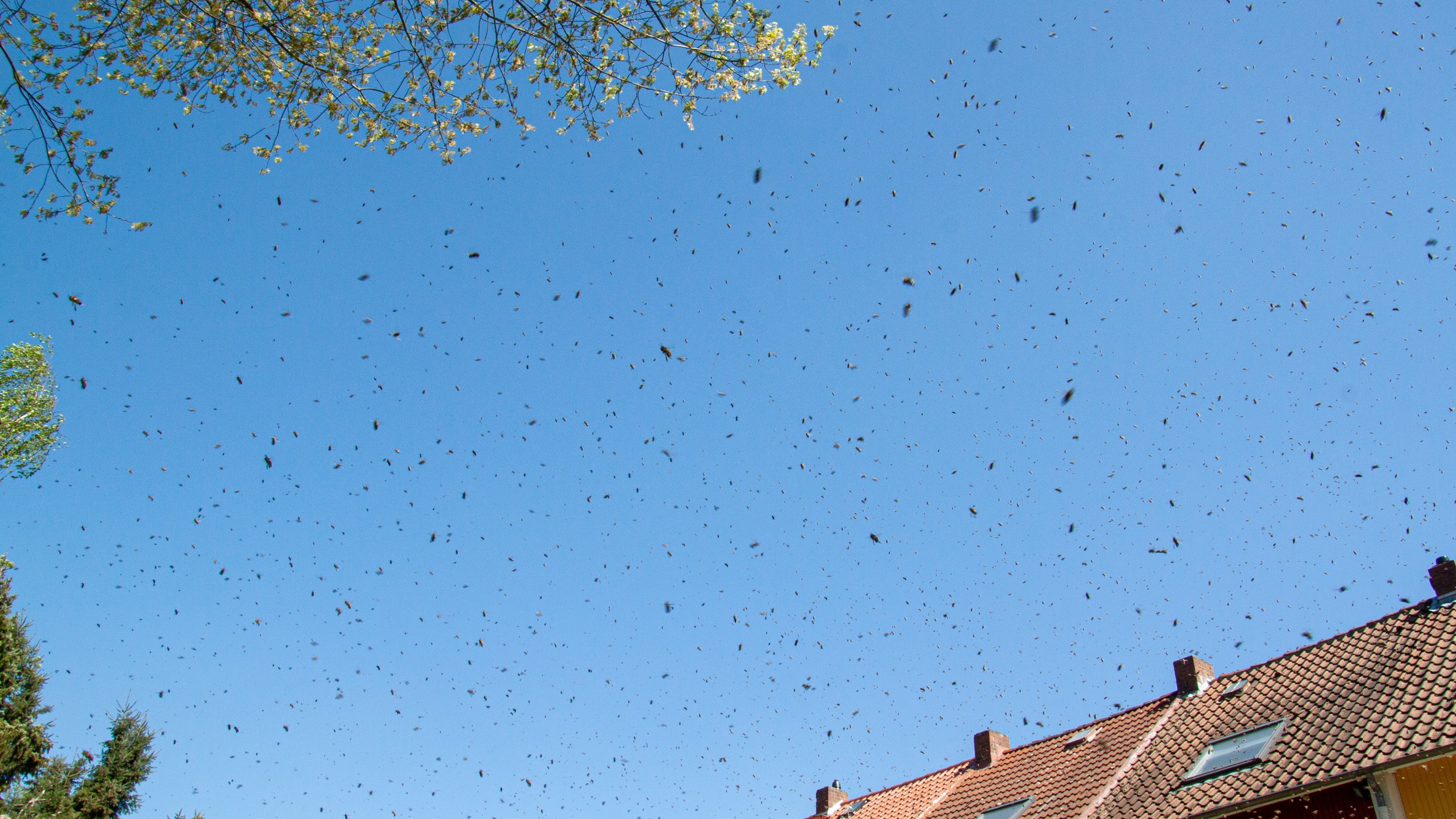 Bienenschwarm in der Luft